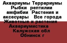 Аквариумы.Террариумы.Рыбки, рептилии, амфибии. Растения и аксесуары - Все города Животные и растения » Аквариумистика   . Калужская обл.,Обнинск г.